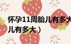 怀孕11周胎儿有多大图片欣赏（怀孕11周胎儿有多大）