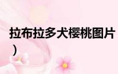 拉布拉多犬樱桃图片（拉布拉多母狗桃子图片）