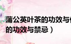 蒲公英叶茶的功效与作用及禁忌症（蒲公英茶的功效与禁忌）