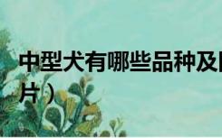 中型犬有哪些品种及图片（中型犬的品种及图片）