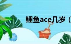鲤鱼ace几岁（鲤鱼ace几岁）