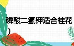 磷酸二氢钾适合桂花（磷酸二氢钾适合什么花）