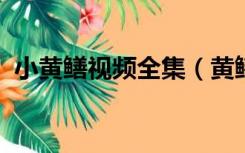 小黄鳝视频全集（黄鳝21分钟完整版mp4）