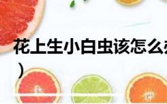 花上生小白虫该怎么办（花上长小白虫怎么办）
