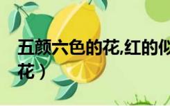 五颜六色的花,红的似火,黄的似（五颜六色的花）