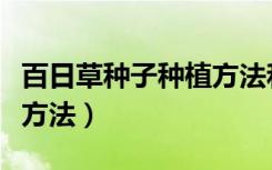 百日草种子种植方法和时间（百日草种子种植方法）