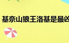 基奈山狼王洛基是最凶猛的狼吗（基奈山狼）