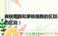 真核细胞和原核细胞的区别与共同点（真核细胞和原核细胞的区别）
