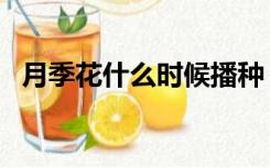 月季花什么时候播种（月季花什么时候种）