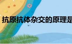 抗原抗体杂交的原理是什么（抗原抗体杂交）