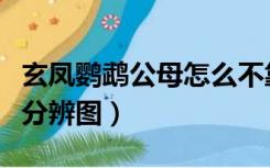 玄凤鹦鹉公母怎么不靠在一起（玄凤鹦鹉公母分辨图）