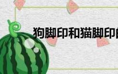 狗脚印和猫脚印的区别（狗脚印）