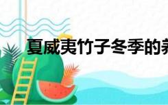 夏威夷竹子冬季的养殖方法和注意事项