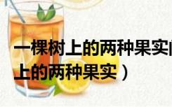 一棵树上的两种果实阅读答案四年级（一棵树上的两种果实）