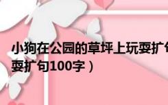 小狗在公园的草坪上玩耍扩句10字（小狗在公园的草坪上玩耍扩句100字）