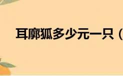 耳廓狐多少元一只（耳廓狐多少钱一只）