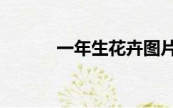 一年生花卉图片（一年生花卉）