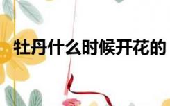 牡丹什么时候开花的（牡丹什么时候开花）