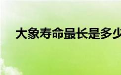 大象寿命最长是多少年（大象寿命最长）