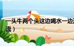 一头牛两个头这边喝水一边流（一头牛两个头这边喝水那边流）