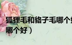 狐狸毛和貉子毛哪个好一点（狐狸毛和貉子毛哪个好）