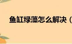 鱼缸绿藻怎么解决（鱼缸绿藻怎么清除）