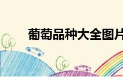 葡萄品种大全图片名字（葡萄品种）