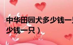 中华田园犬多少钱一只白色的（中华田园犬多少钱一只）