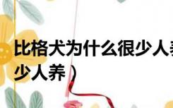 比格犬为什么很少人养知乎（比格犬为什么很少人养）