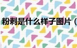 粉刺是什么样子图片（粉刺是什么样子图片）