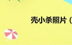 壳小杀照片（壳小杀抄袭）