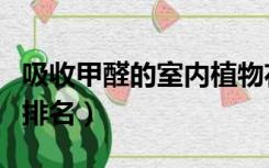 吸收甲醛的室内植物花（吸收甲醛的室内植物排名）
