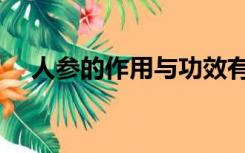 人参的作用与功效有哪些（人参的作用）
