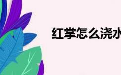 红掌怎么浇水（红掌寓意）