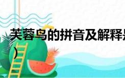 芙蓉鸟的拼音及解释是什么（芙蓉鸟的意思是）