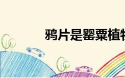 鸦片是罂粟植物的什么提取物
