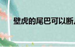 壁虎的尾巴可以断几次（壁虎的尾巴）