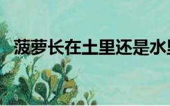 菠萝长在土里还是水里的（菠萝长在哪里）