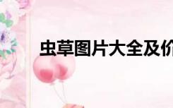 虫草图片大全及价格表（虫草图片）