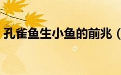 孔雀鱼生小鱼的前兆（孔雀鱼生小鱼的前兆）