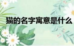 猫的名字寓意是什么（猫的名字寓言故事）