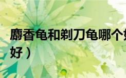 麝香龟和剃刀龟哪个好（麝香龟和剃刀龟哪个好）