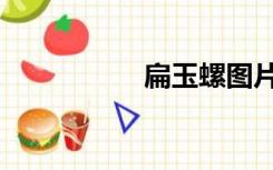 扁玉螺图片（扁玉螺）