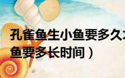 孔雀鱼生小鱼要多久才能再怀孕（孔雀鱼生小鱼要多长时间）