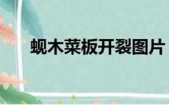 蚬木菜板开裂图片（蚬木菜板怎么样）