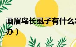 画眉鸟长虱子有什么表现（画眉鸟长虱子怎么办）