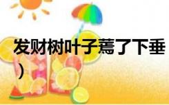 发财树叶子蔫了下垂（发财树叶子蔫了怎么办）
