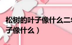 松树的叶子像什么二年级语文作业（松树的叶子像什么）