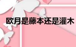 欧月是藤本还是灌木（欧月是藤本月季吗）