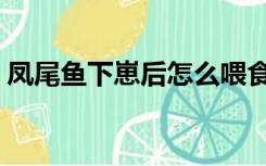 凤尾鱼下崽后怎么喂食（凤尾鱼下崽怎么养）